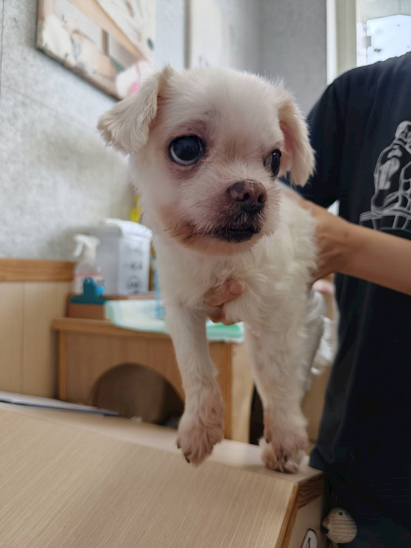 嘉義市動物保護教育園區,編號:458835, 混種犬          