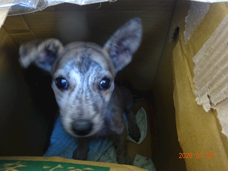 臺東縣動物收容中心,編號:459701, 混種犬          
