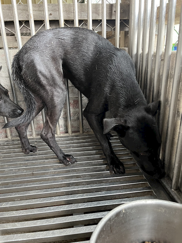 彰化縣流浪狗中途之家臨時收容所,編號:458638, 混種犬          