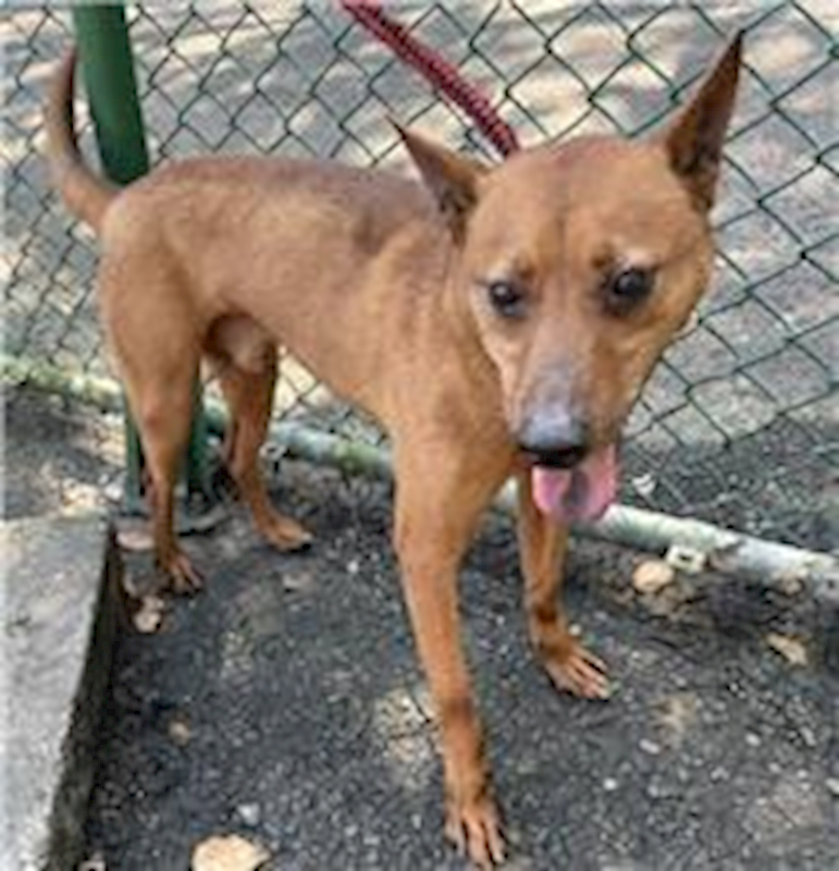 臺北市動物之家,編號:72313, 混種犬          