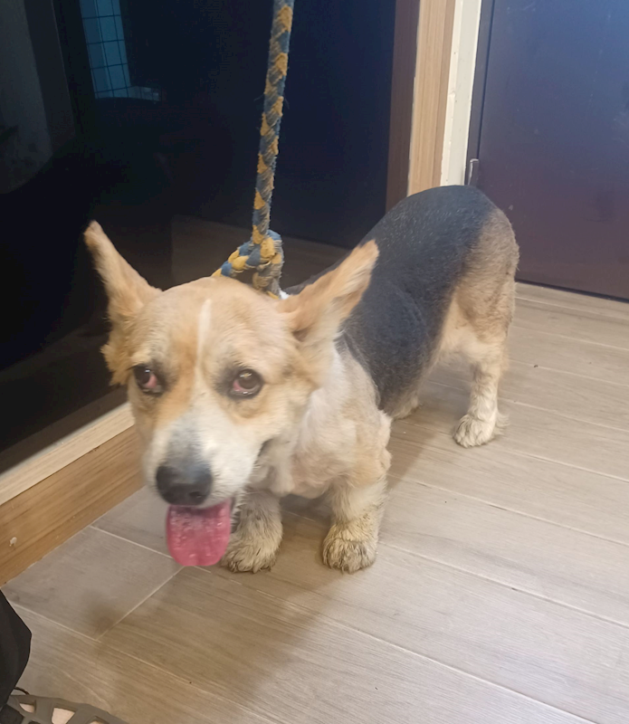 新北市中和區公立動物之家,編號:458060, 威爾斯柯基犬              