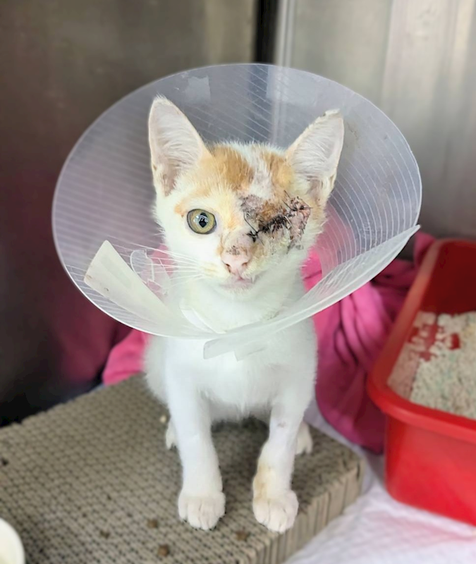 新竹縣動物保護教育園區,編號:458858, 混種貓                 