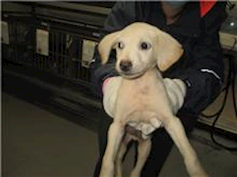 桃園市動物保護教育園區,編號:236252, 混種犬          