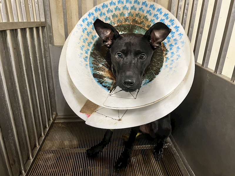 桃園市動物保護教育園區,編號:364753, 混種犬          
