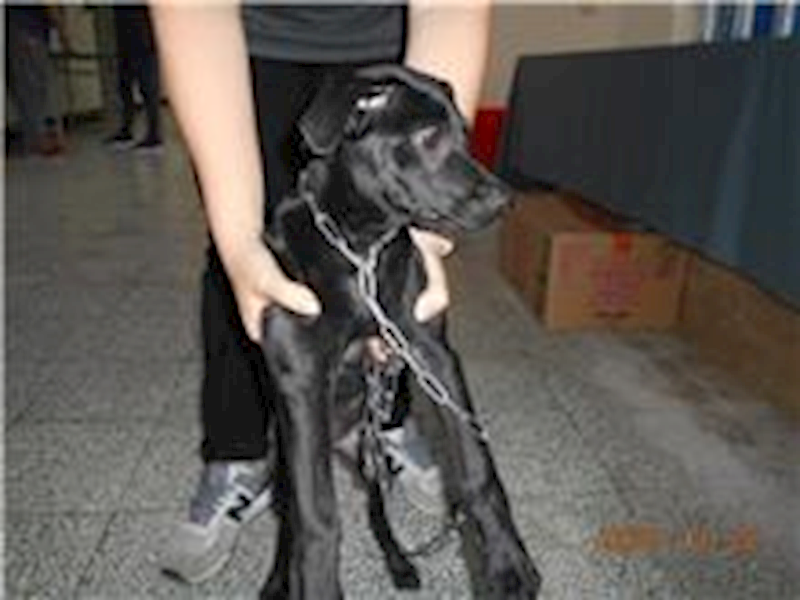 桃園市動物保護教育園區,編號:185476, 混種犬          