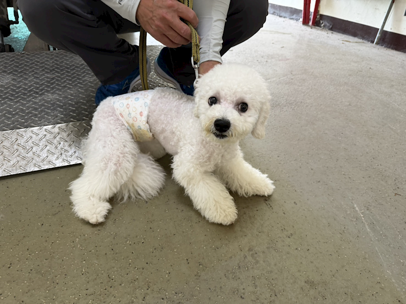 桃園市動物保護教育園區,編號:459480, 比熊犬
