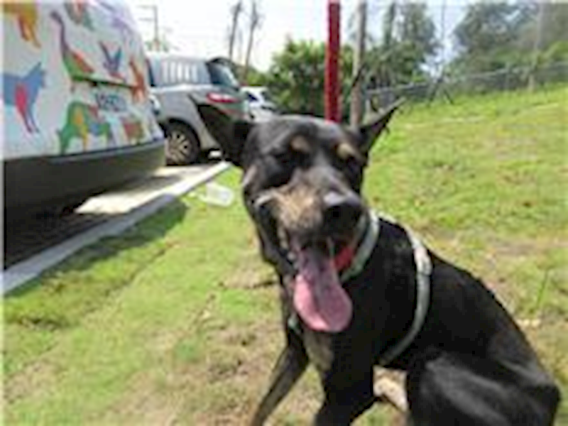 新竹市動物保護教育園區,編號:115990, 混種犬          