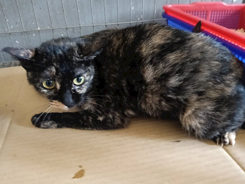 新竹市動物保護教育園區,編號:451989, 混種貓                 