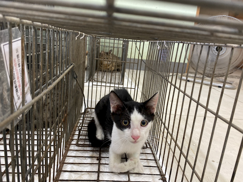 金門縣動物收容中心,編號:459747, 混種貓                 