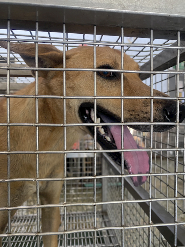 臺南市動物之家善化站,編號:459749, 混種犬          