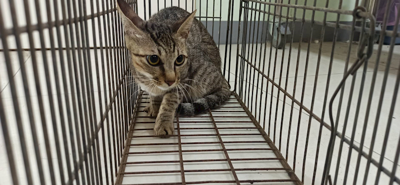 金門縣動物收容中心,編號:459746, 混種貓                 