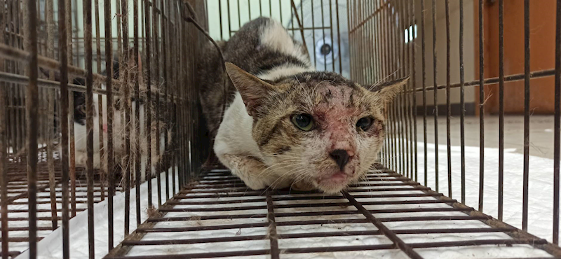 金門縣動物收容中心,編號:459745, 混種貓                 