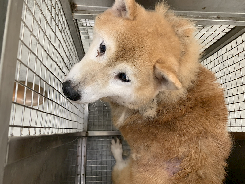 臺北市動物之家,編號:456116, 柴犬                  