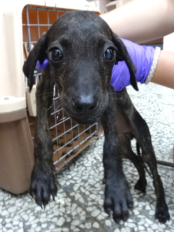 宜蘭縣流浪動物中途之家,編號:459823, 混種犬          