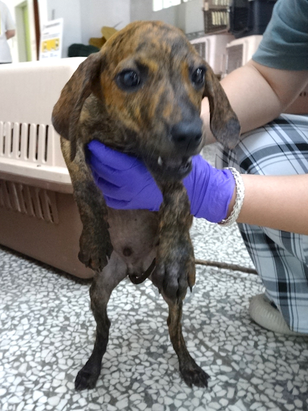 宜蘭縣流浪動物中途之家,編號:459822, 混種犬          