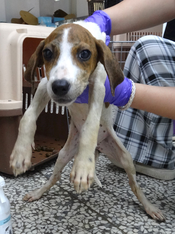 宜蘭縣流浪動物中途之家,編號:459821, 混種犬          
