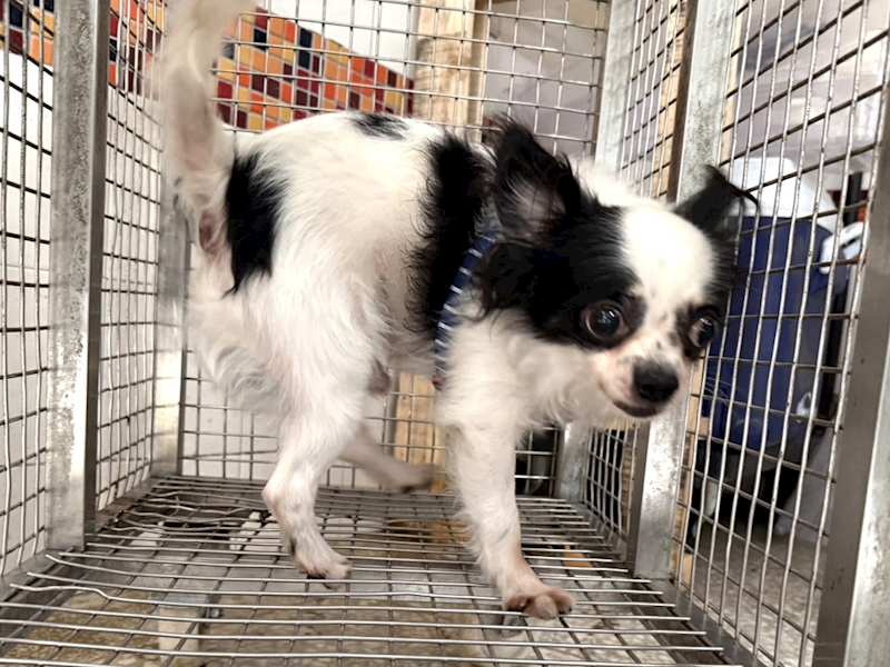 高雄市壽山動物保護教育園區,編號:459833, 吉娃娃犬