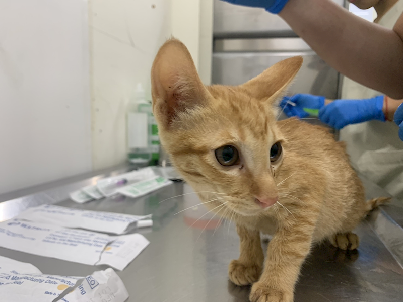 臺北市動物之家,編號:459642, 混種貓                 