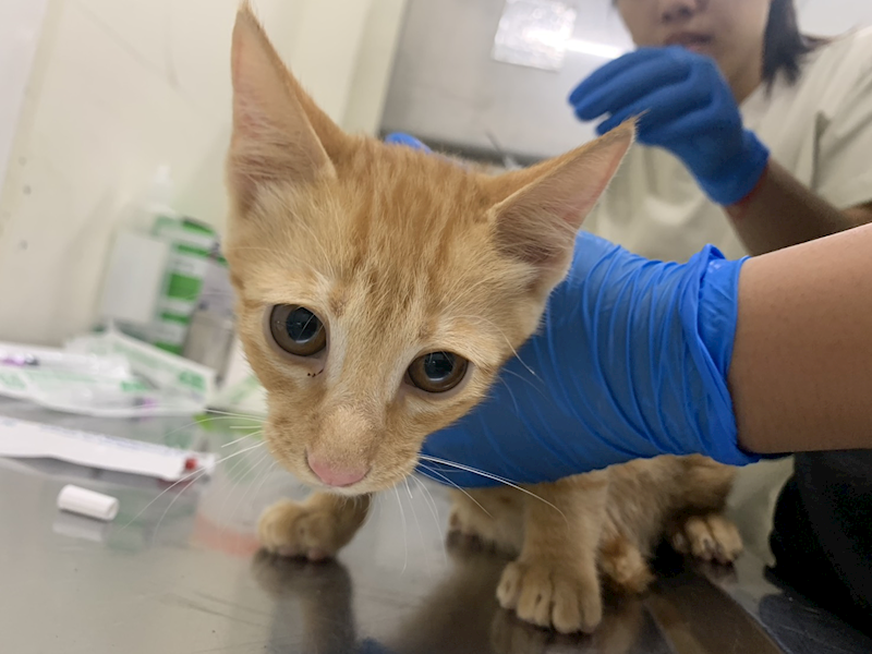 臺北市動物之家,編號:459641, 混種貓                 