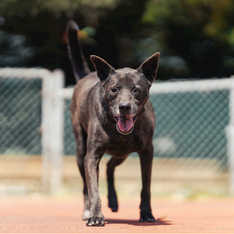 新北市板橋區公立動物之家,編號:252345, 混種犬          