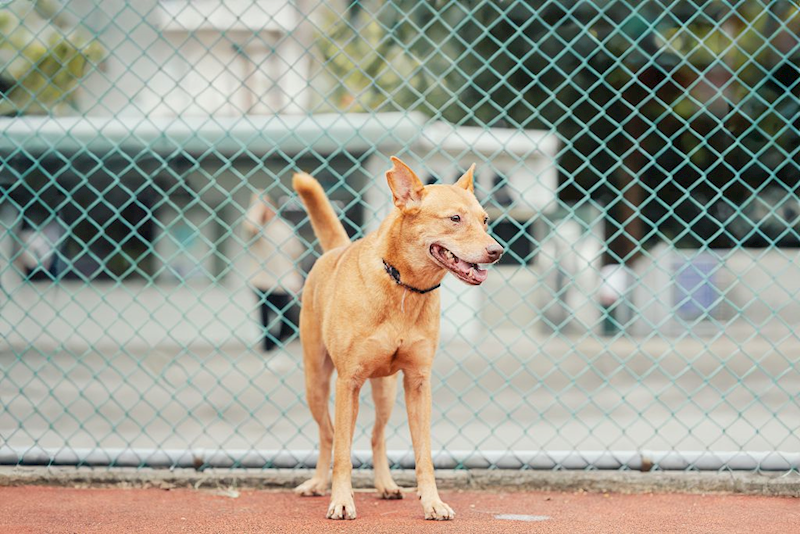 新北市板橋區公立動物之家,編號:35424, 混種犬          