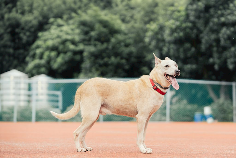 新北市板橋區公立動物之家,編號:43991, 混種犬          