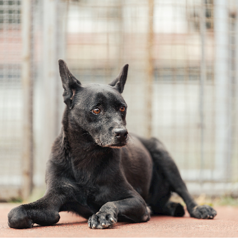 新北市板橋區公立動物之家,編號:49970, 混種犬          