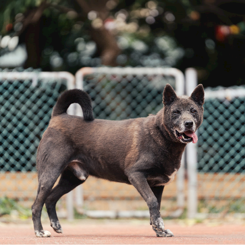 新北市板橋區公立動物之家,編號:232904, 混種犬          