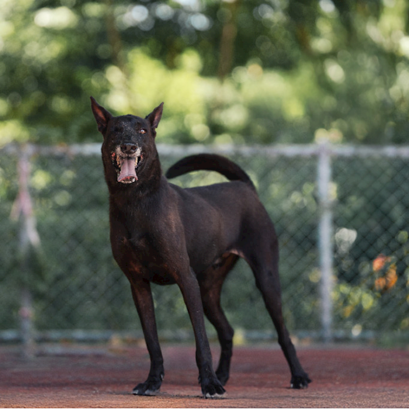 新北市板橋區公立動物之家,編號:168122, 混種犬          