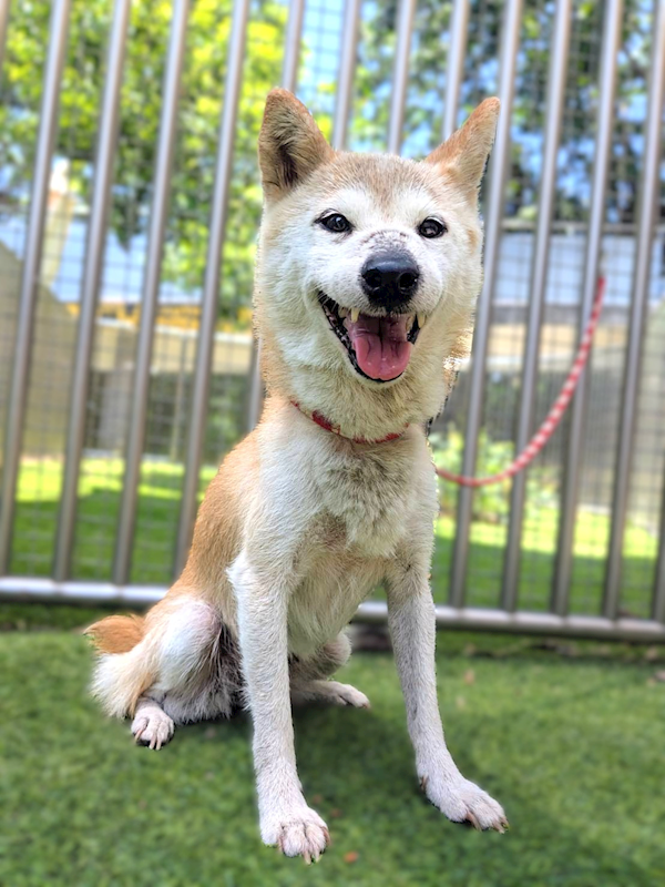 新竹縣動物保護教育園區,編號:458172, 柴犬                  