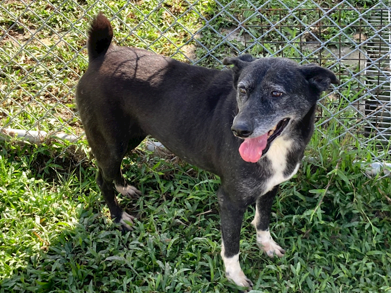 臺北市動物之家,編號:31507, 混種犬          