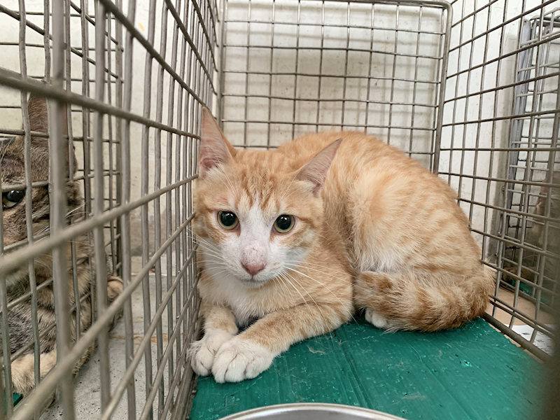 臺北市動物之家,編號:455985, 混種貓                 