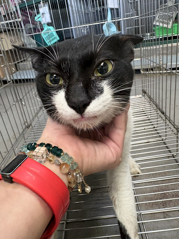 新北市五股區公立動物之家,編號:458102, 混種貓                 