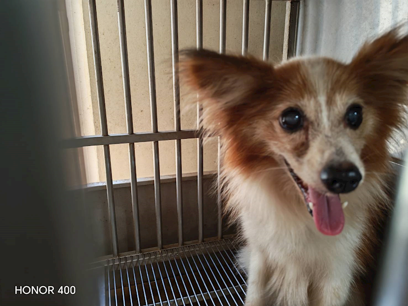 桃園市動物保護教育園區,編號:459123, 混種犬          