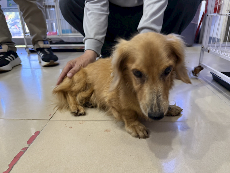 高雄市壽山動物保護教育園區,編號:459971, 長毛臘腸