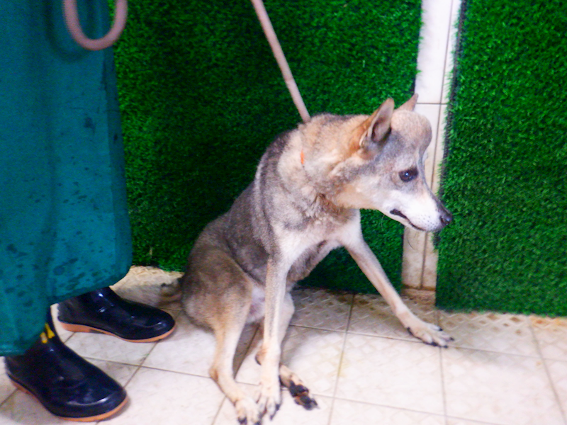 南投縣公立動物收容所,編號:458814, 混種犬          
