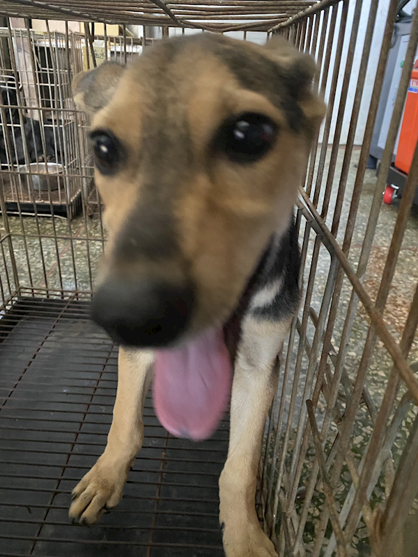 臺南市動物之家善化站,編號:459929, 混種犬          