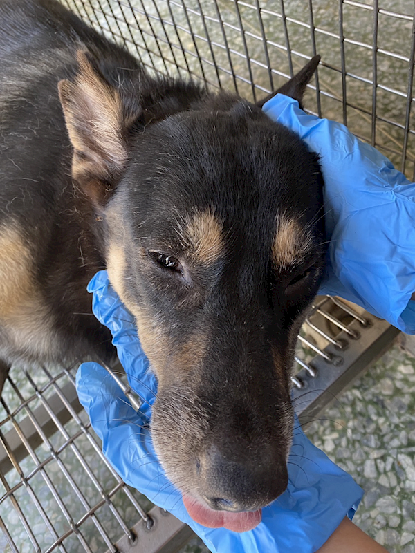 臺南市動物之家善化站,編號:459931, 混種犬          