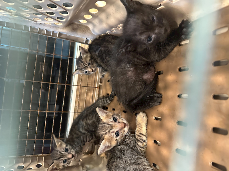 新北市中和區公立動物之家,編號:459926, 混種貓                 