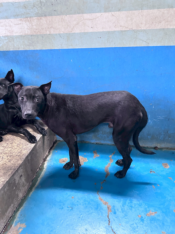 苗栗縣動物保護教育園區,編號:459914, 混種犬          