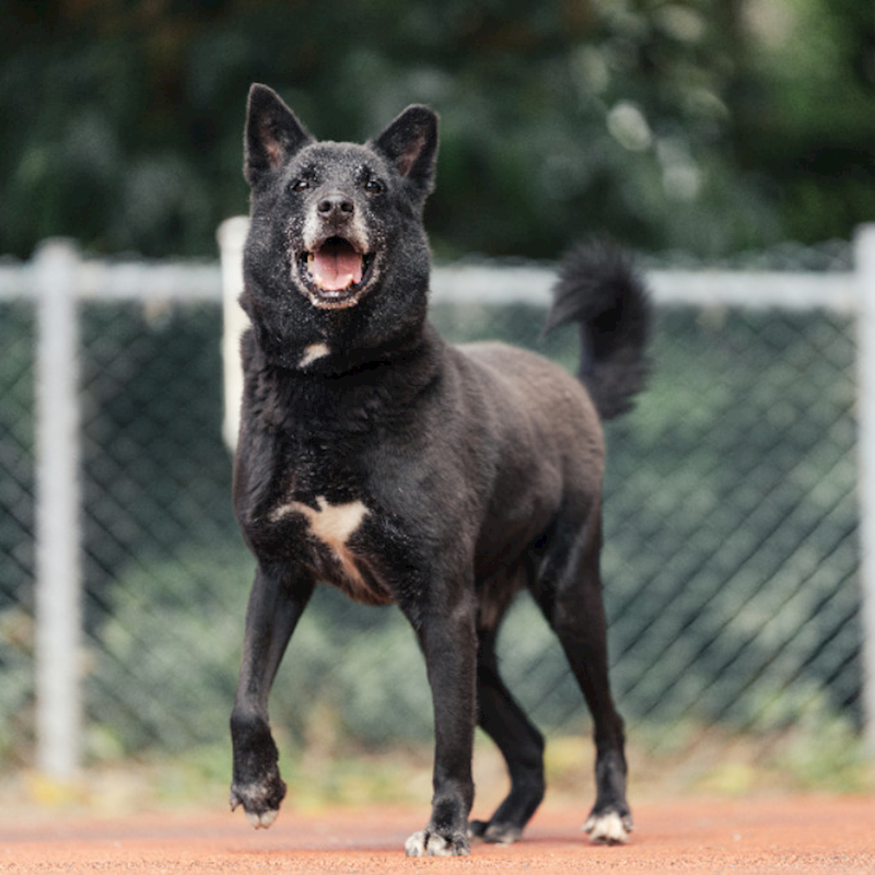 新北市板橋區公立動物之家,編號:235284, 混種犬          