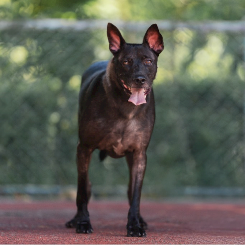 新北市板橋區公立動物之家,編號:244986, 混種犬          