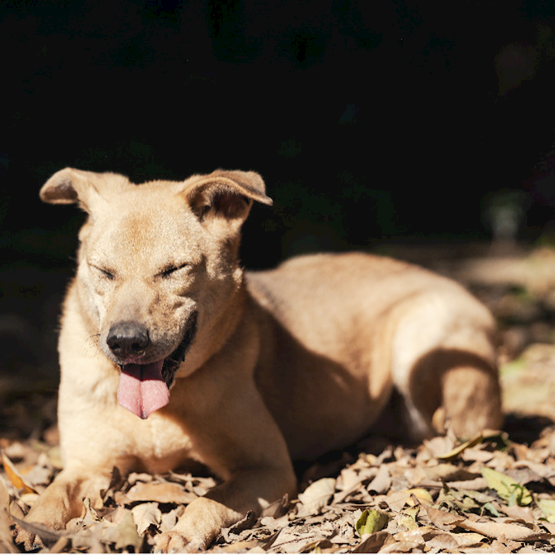 新北市板橋區公立動物之家,編號:146158, 混種犬          