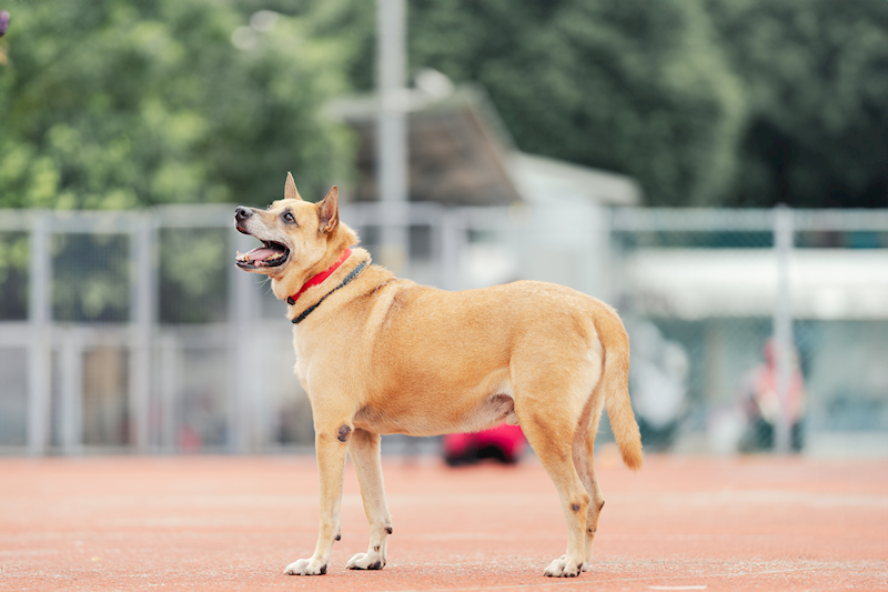 新北市板橋區公立動物之家,編號:121703, 混種犬          