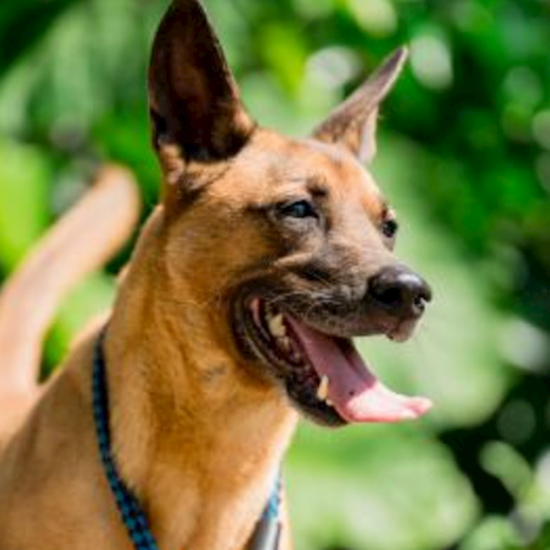 新北市板橋區公立動物之家,編號:98982, 混種犬          
