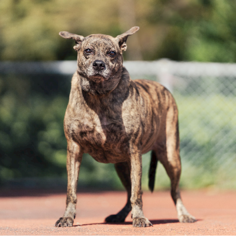 新北市板橋區公立動物之家,編號:67021, 混種犬          