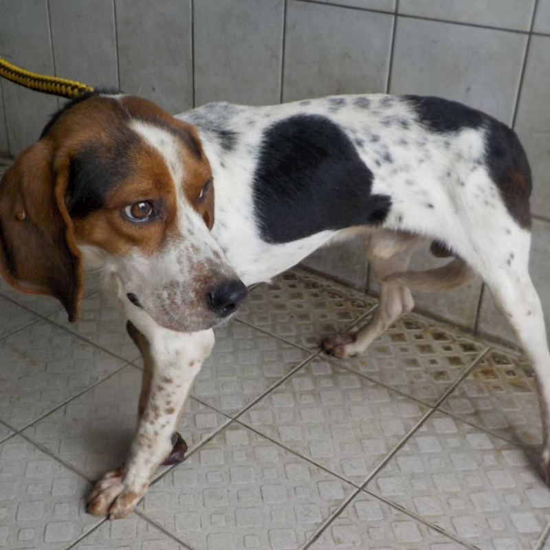 南投縣公立動物收容所,編號:378026, 混種犬          