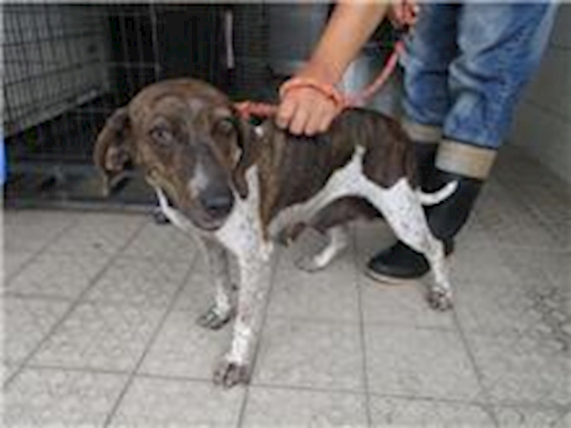 南投縣公立動物收容所,編號:26414, 混種犬          