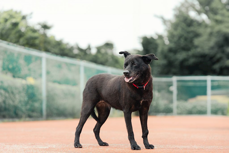 新北市板橋區公立動物之家,編號:215018, 混種犬          