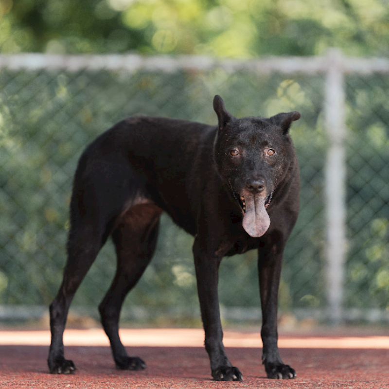 新北市板橋區公立動物之家,編號:220573, 混種犬          